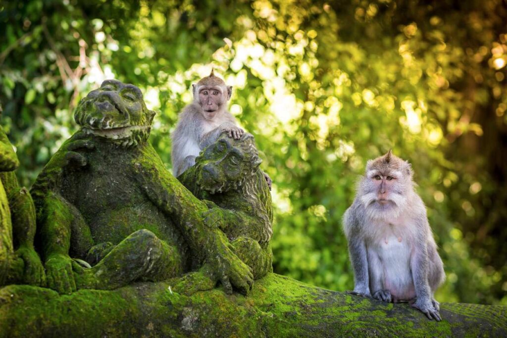 ¿Qué hacer en Monkey Forest o Templo de los monos?