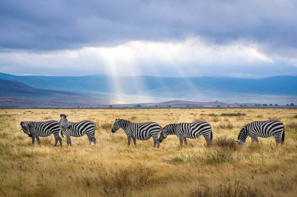  Descubre un lugar lleno de vida salvaje llamado Tanzania,  un destino impresionante para hacer realidad el sueño de estar en un  safari y 