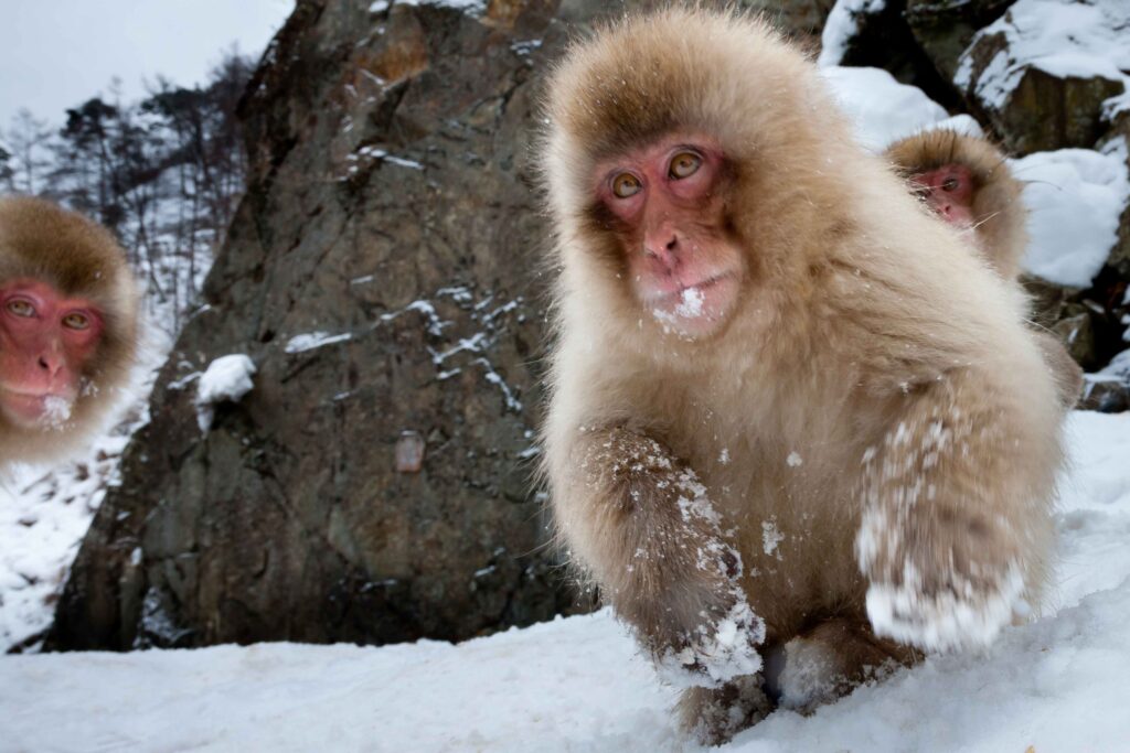 Macacos japoneses en Nagano